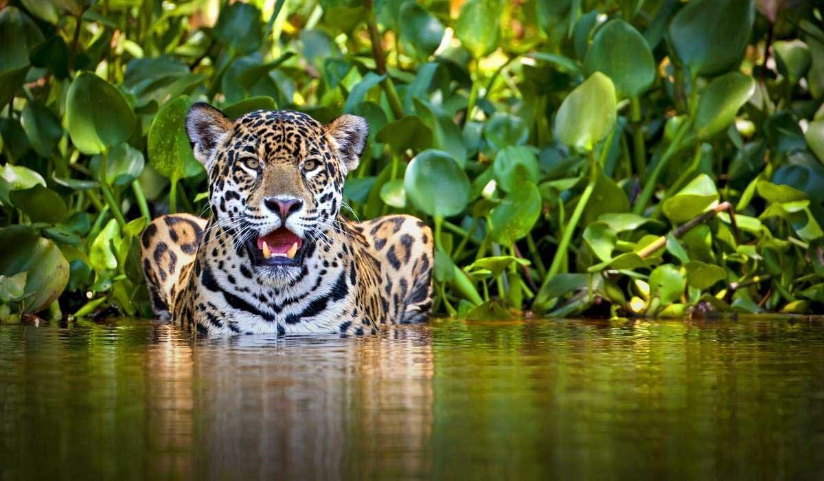 Amazonas