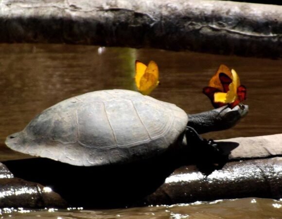 Tambopata – Lago Sandoval 4D/3N