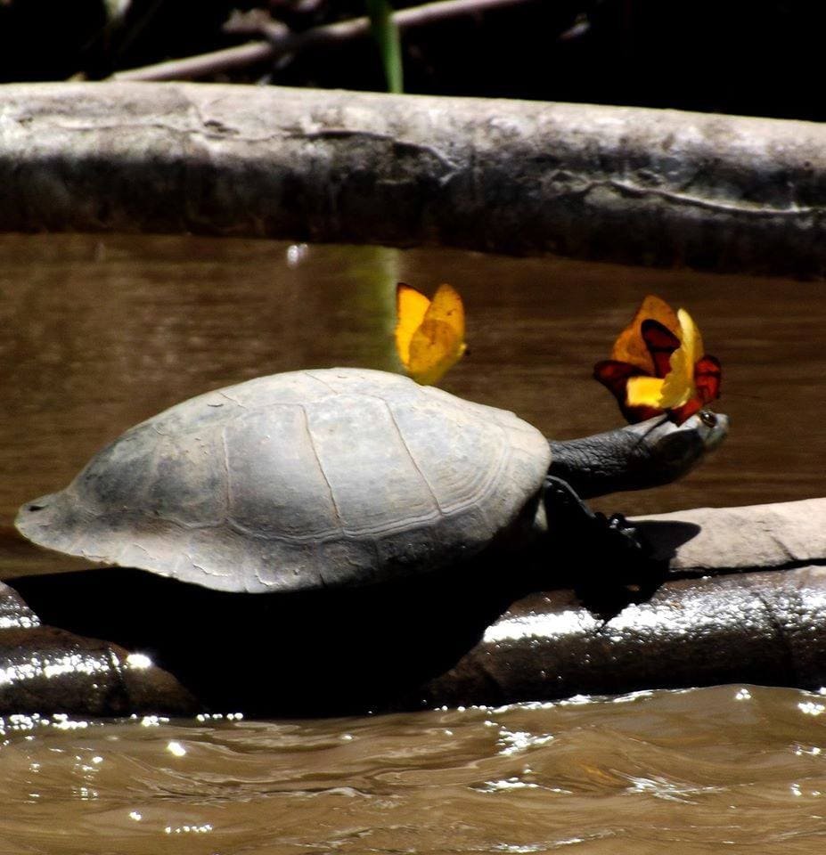 Tambopata – Lago Sandoval 4D/3N