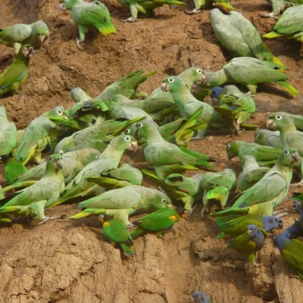 WhatsApp-Image-2025-10-17-at-11.27.16-AM-3-600x600