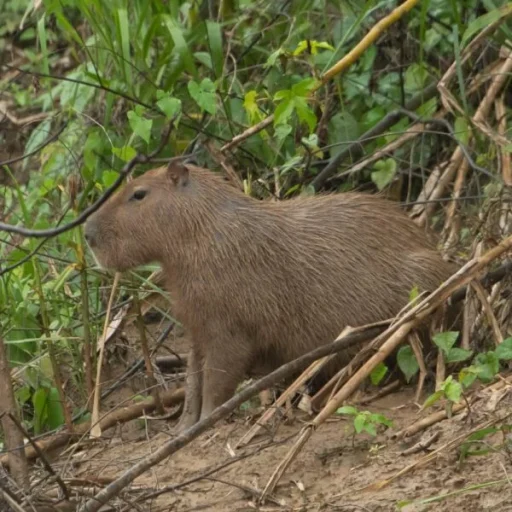 WhatsApp-Image-2025-09-06-at-1.46.10-PM-600x600