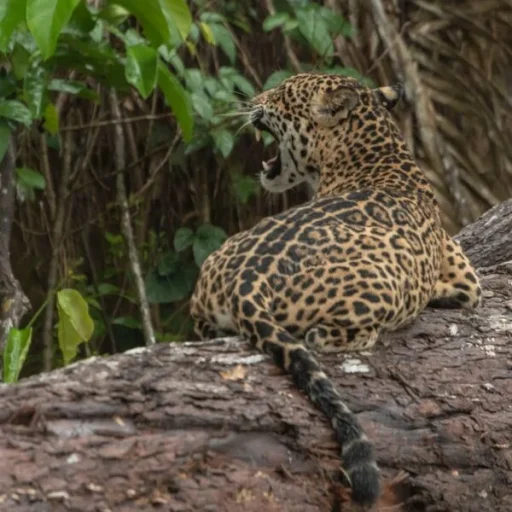 WhatsApp-Image-2025-09-06-at-1.46.11-PM-1-600x600