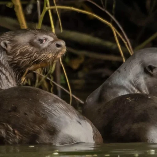 WhatsApp-Image-2025-09-06-at-1.46.11-PM-600x600