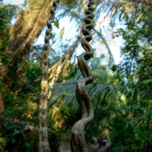 WhatsApp-Image-2025-10-17-at-11.27.17-AM-2-600x600