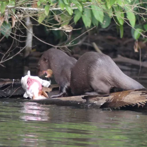 WhatsApp-Image-2025-10-17-at-11.33.35-AM-600x600