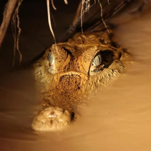 WhatsApp-Image-2025-10-17-at-11.33.36-AM-1-600x600