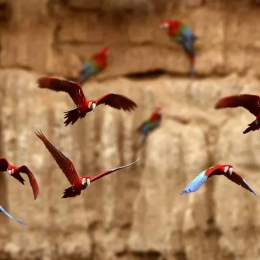 guacamayos-rojos-manu-600x600