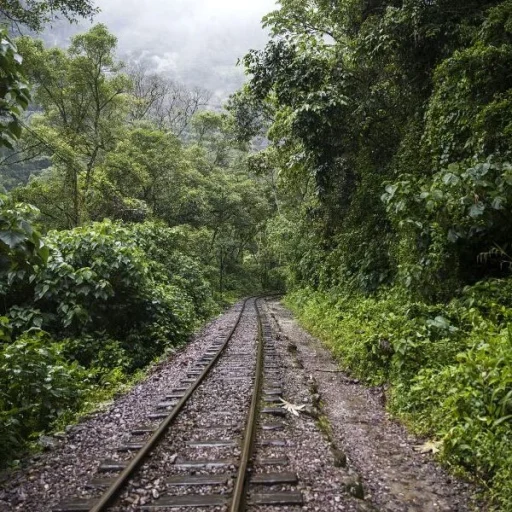 inca-jungle20240923-175615-600x600